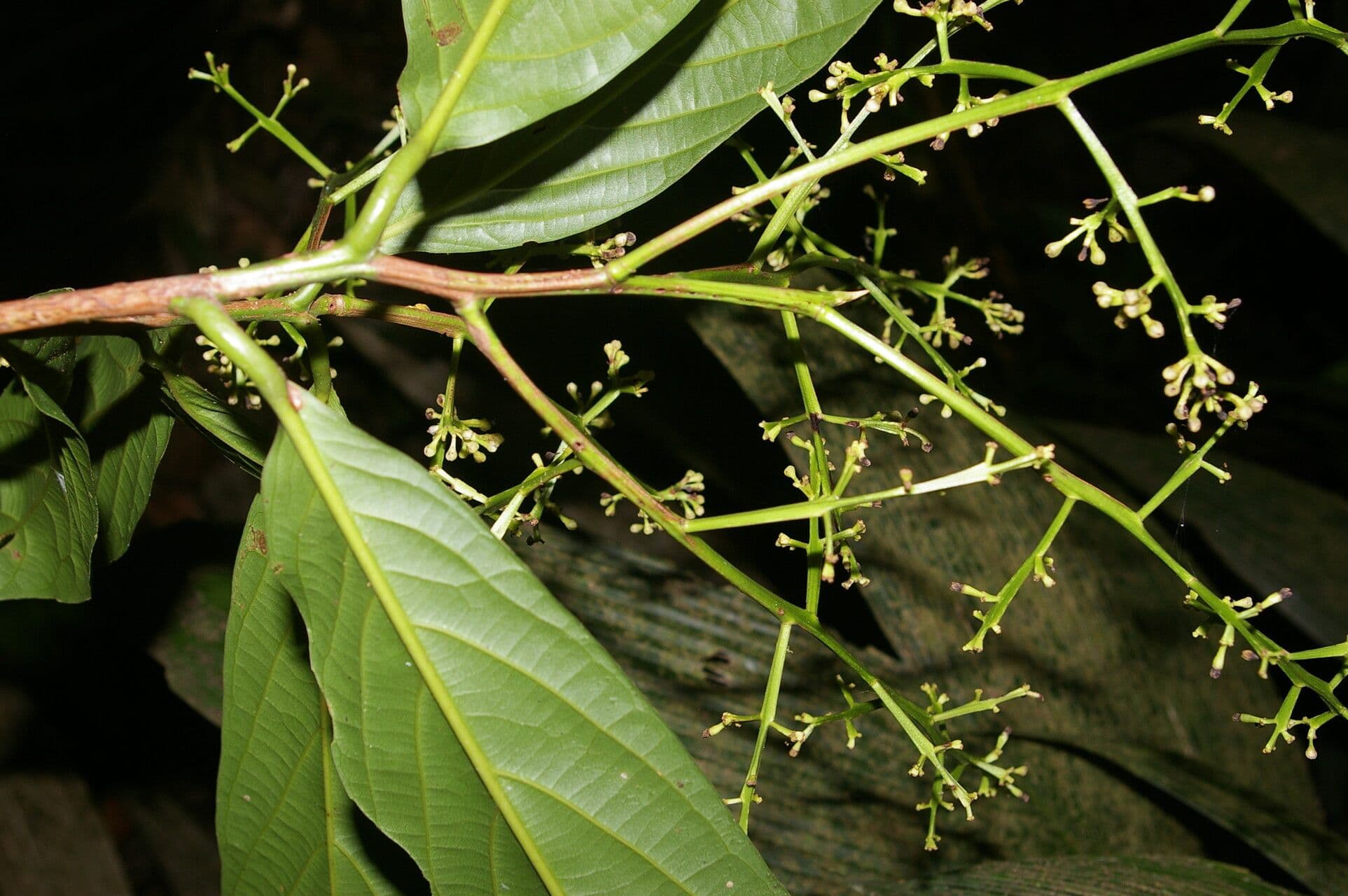 Ocotea atirrensis 6