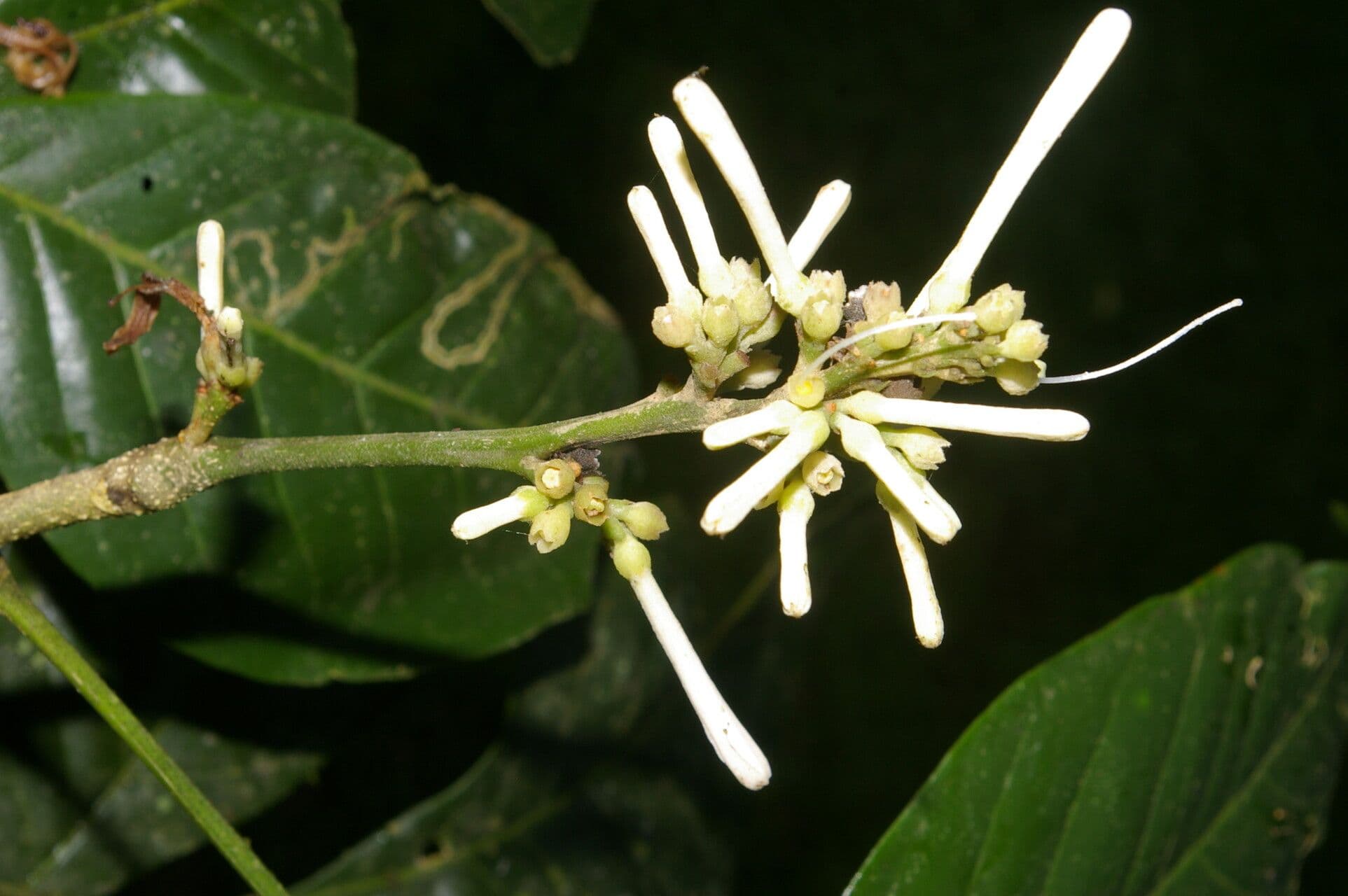 Angostura