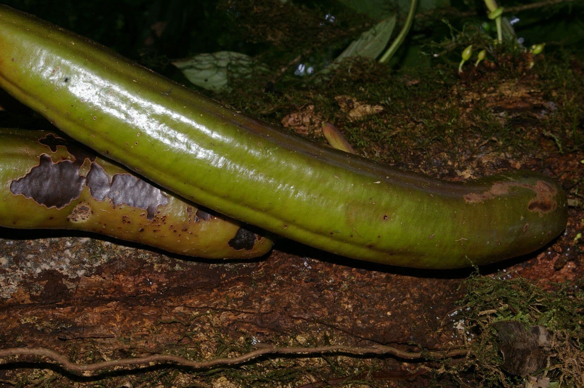 Parmentiera 20