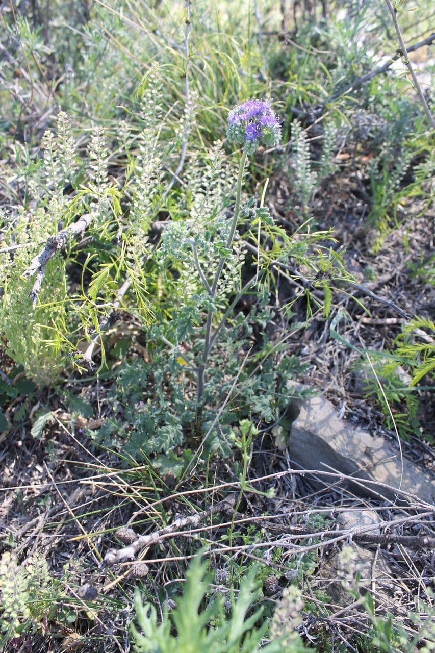 Facelia zbita 9