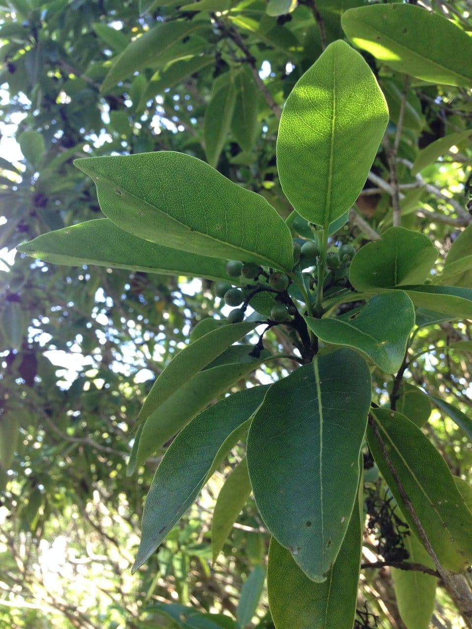 Coptosperma borbonicum 14