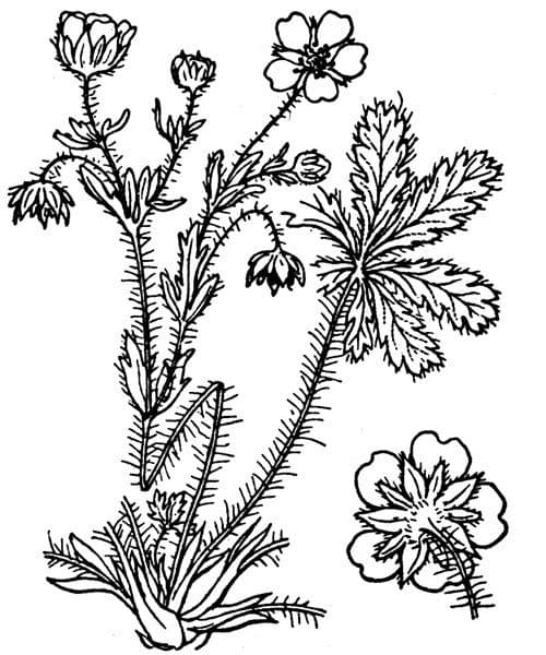 Potentilla eptafilla 19