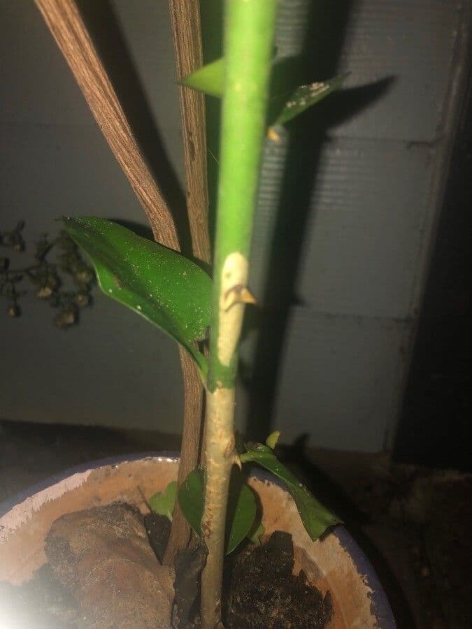 Pereskia 29