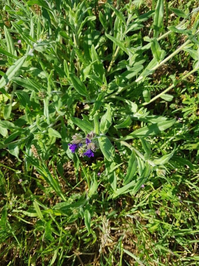 Lingua di bue officinale 3