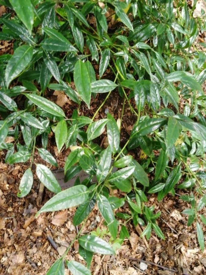 Helwingia 6