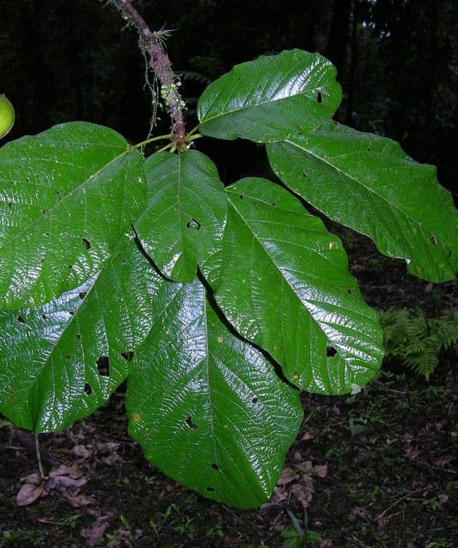 Sterculia 13