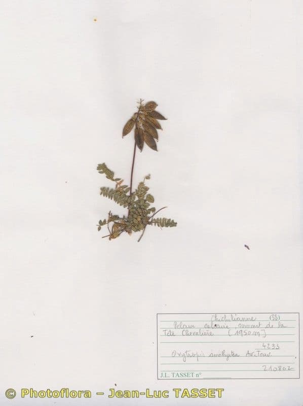 Falkenblume 7