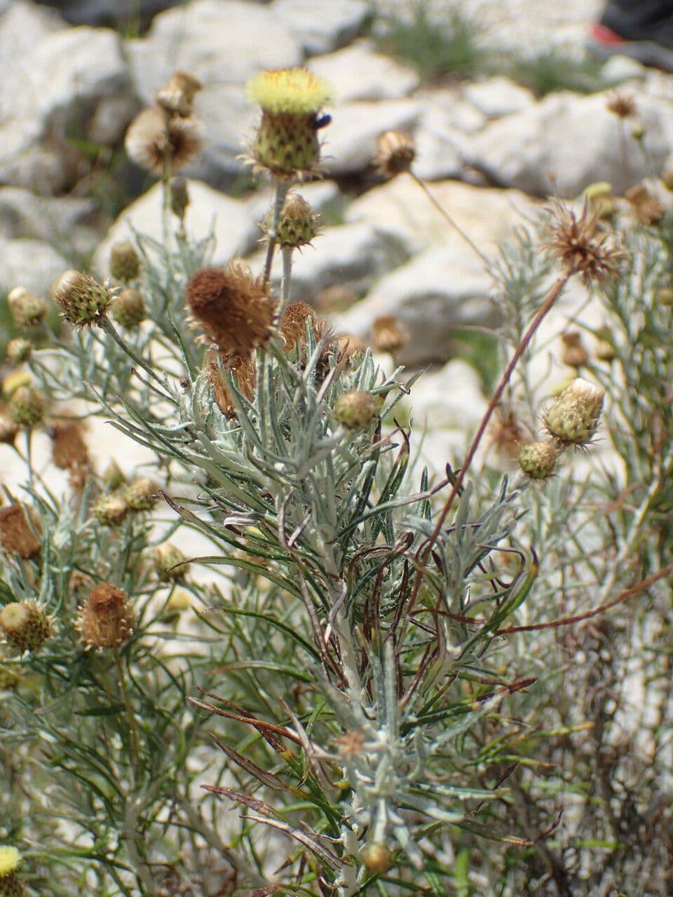 Felsen-Steinimmortelle 29