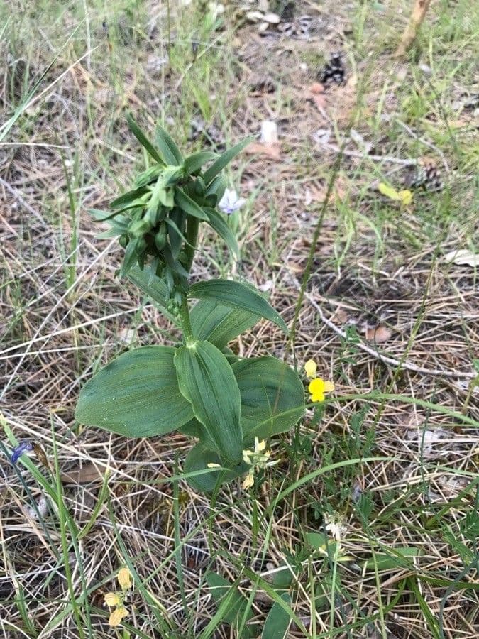 Epipactis 13