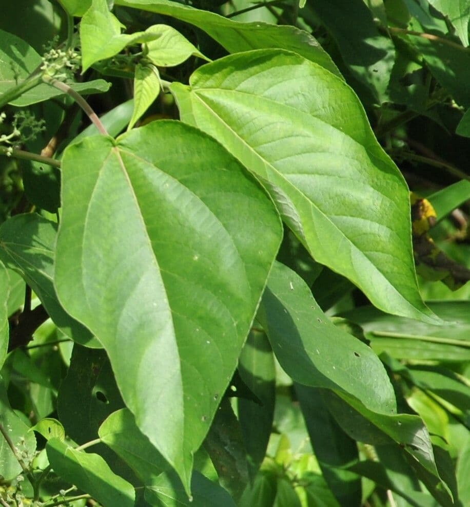 Acalypha 3
