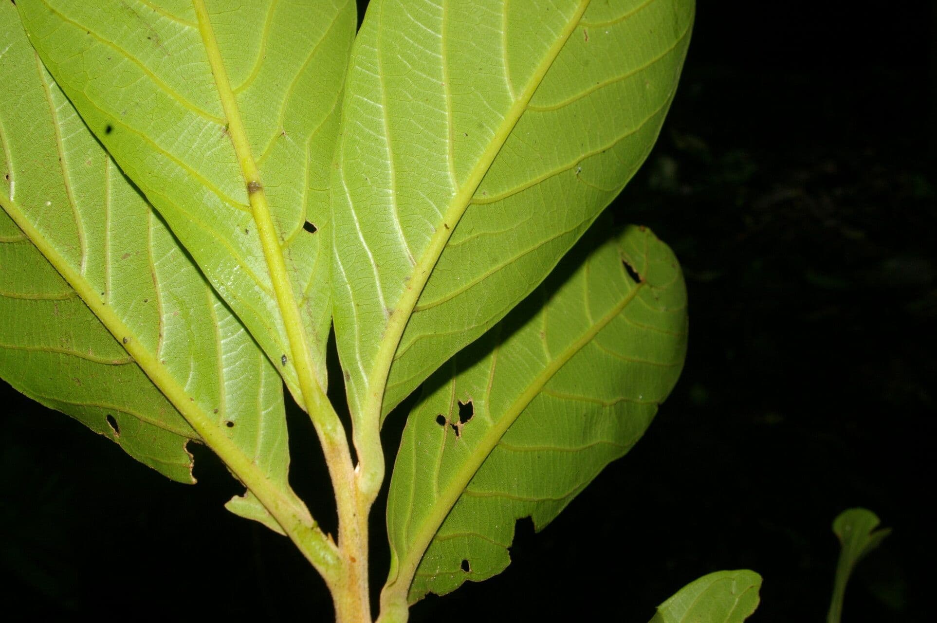 Ocotea 4