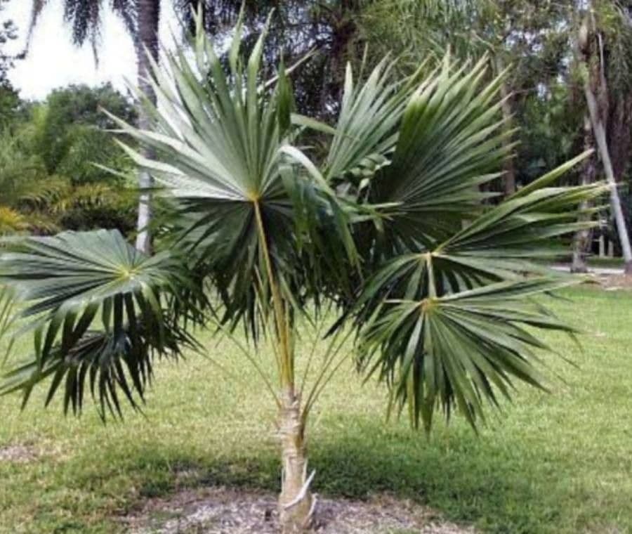 Coccothrinax