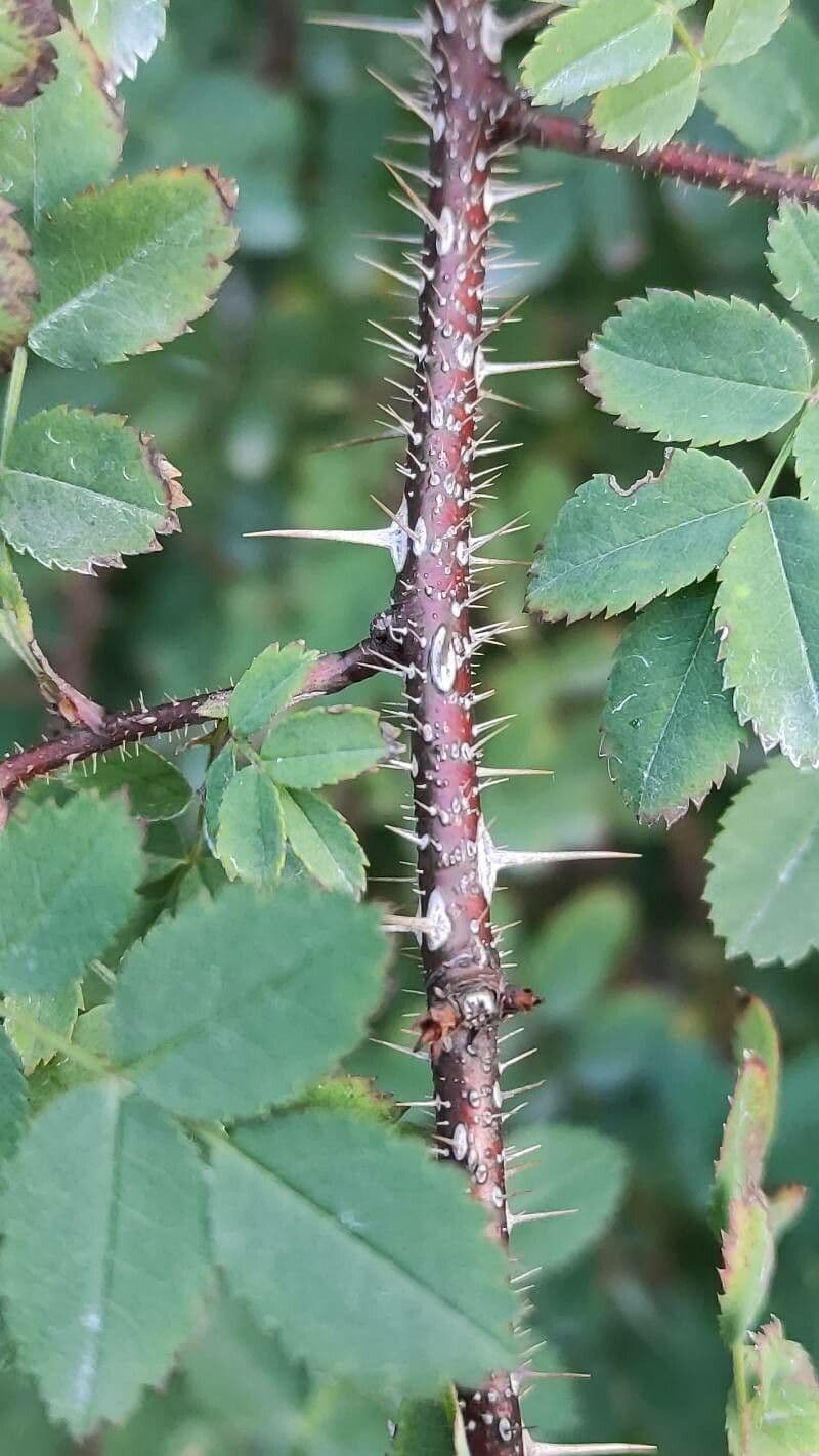 Rosa 7