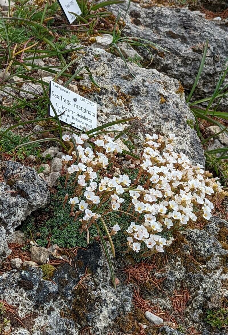 Steinbrech 2