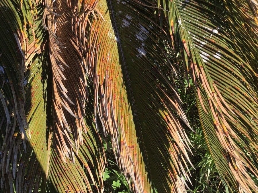 Borsig-Palme 14
