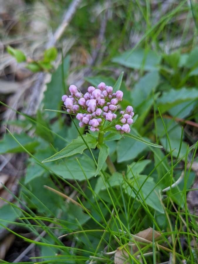 Valeriana trifogliata 29