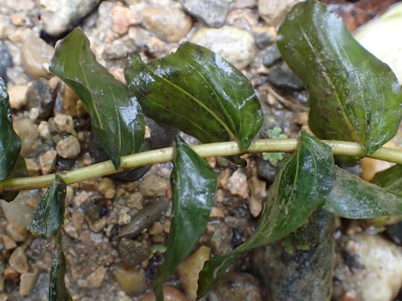 Brasca perfoliata 10