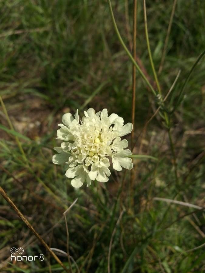 Ockergelber Witwenblumen 10