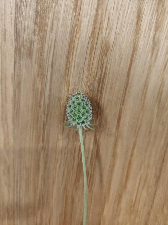 Ockergelber Witwenblumen 2