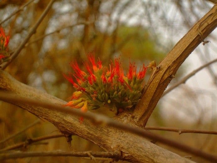 Combretum paniculatum