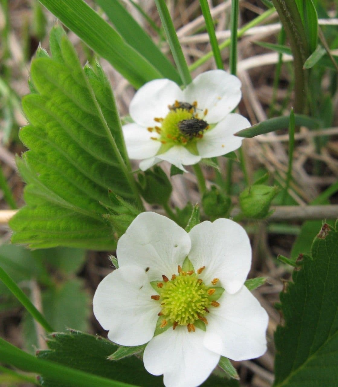 Virginische walderdbeere 5