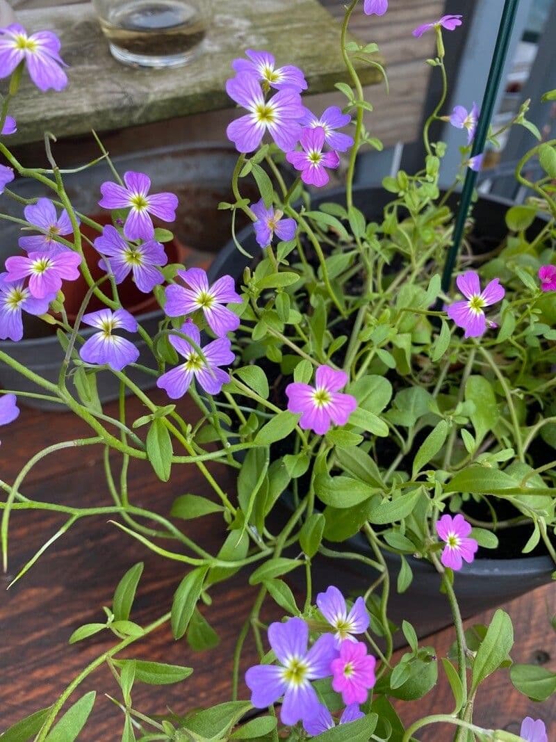 Malcolmia Marittima 14