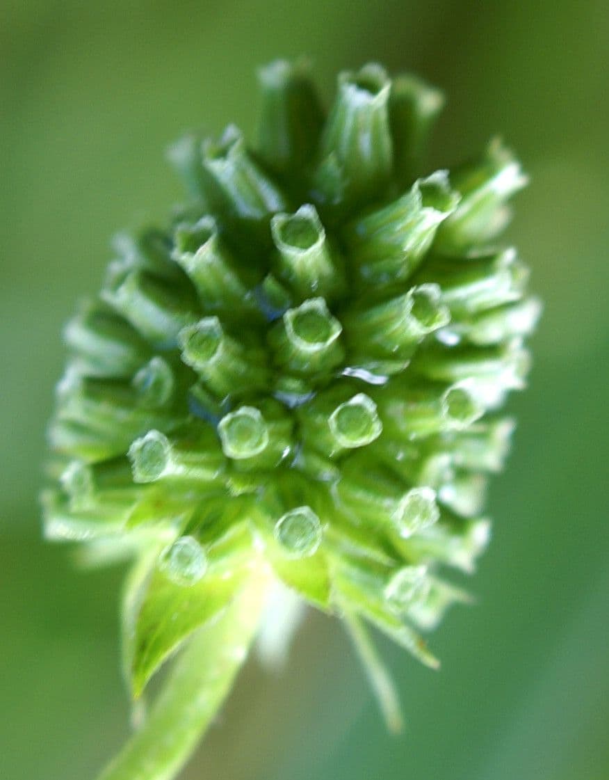 Succisella 4