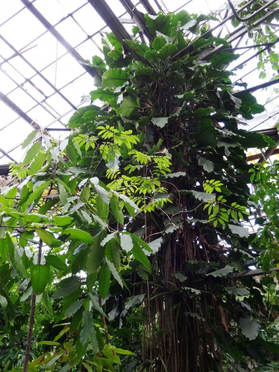 Epipremnum