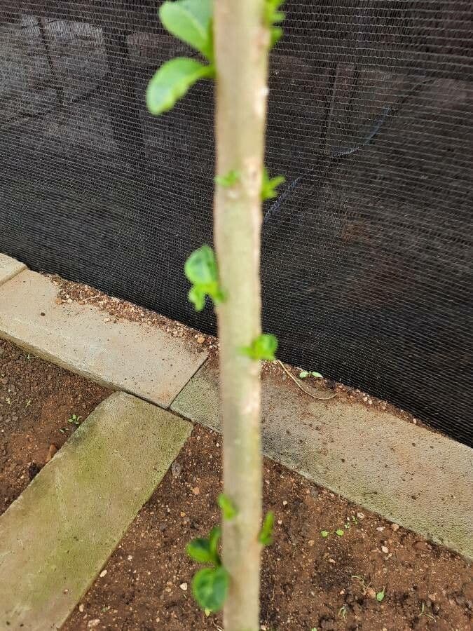 Datura 23