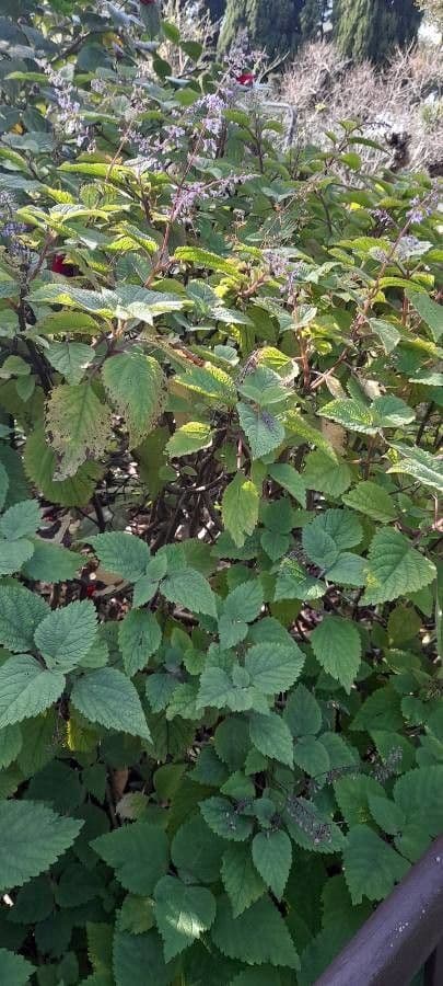 Plectranthus 6