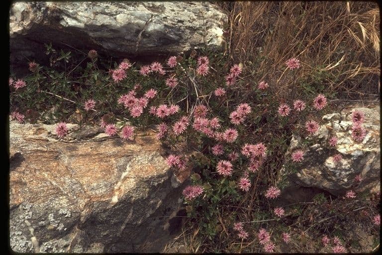Monardella purpurea 12