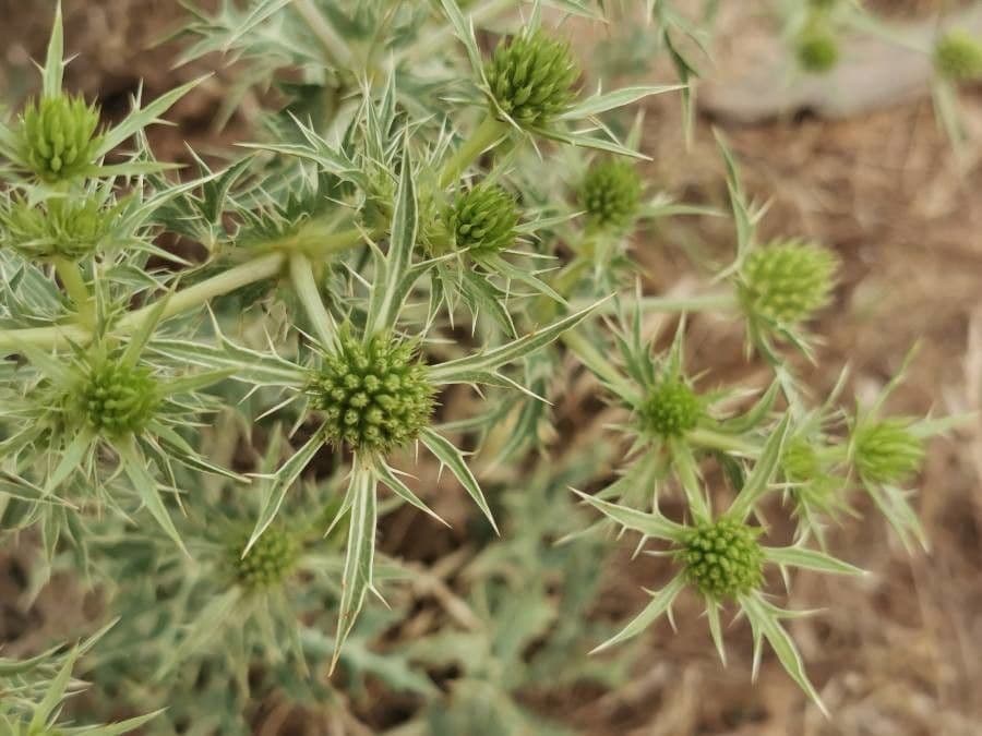 Panicaut champêtre 18