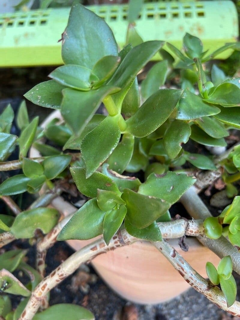 Crassula 2