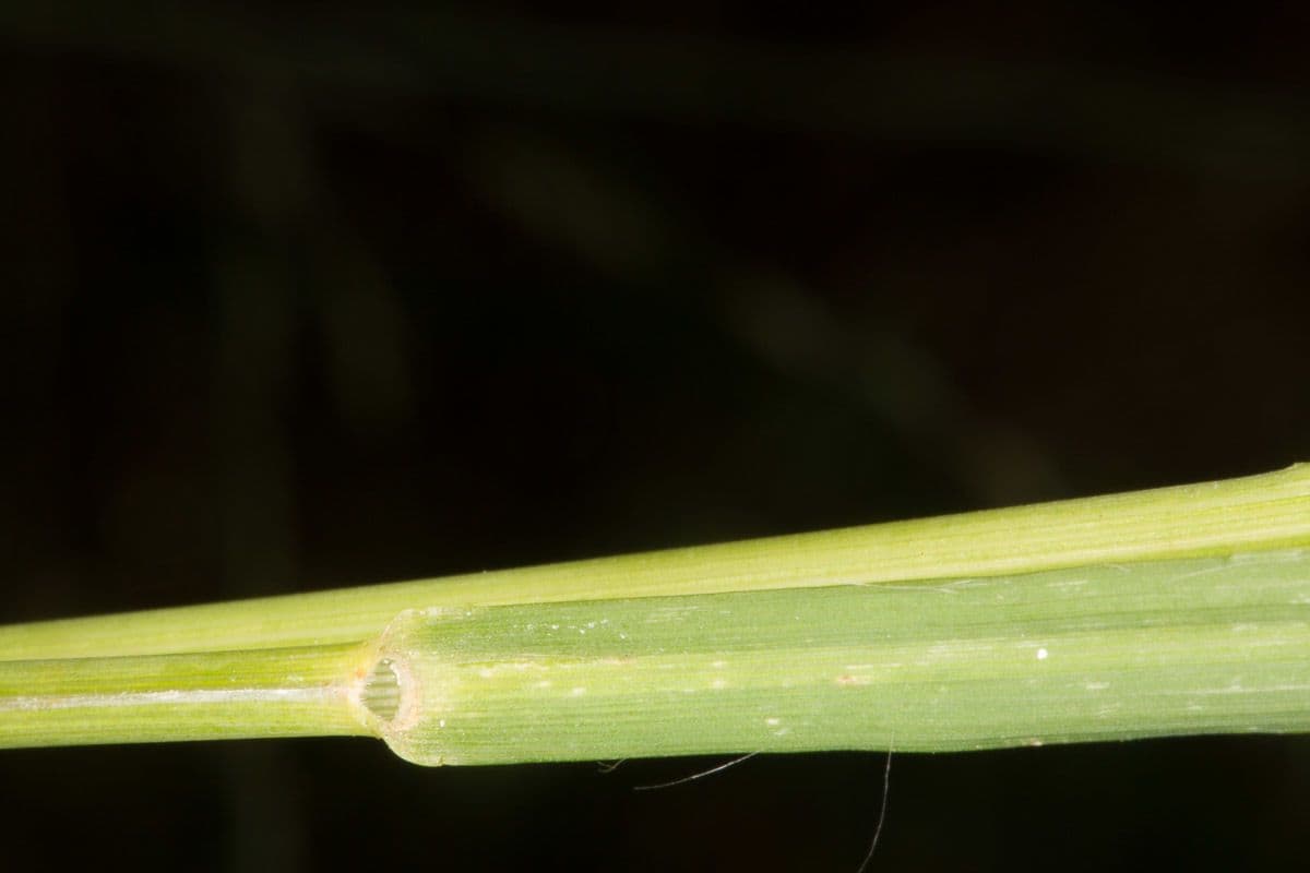Molinia 23