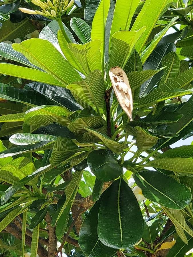Frangipani 2