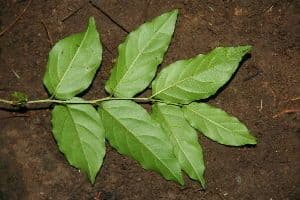 Madera de plomo 4