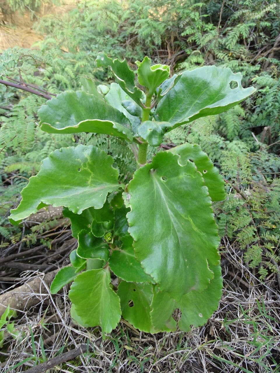 Kalanchoe densiflora 10