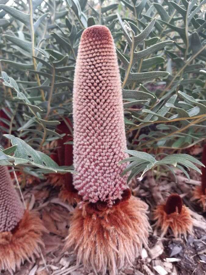 Banksia 4