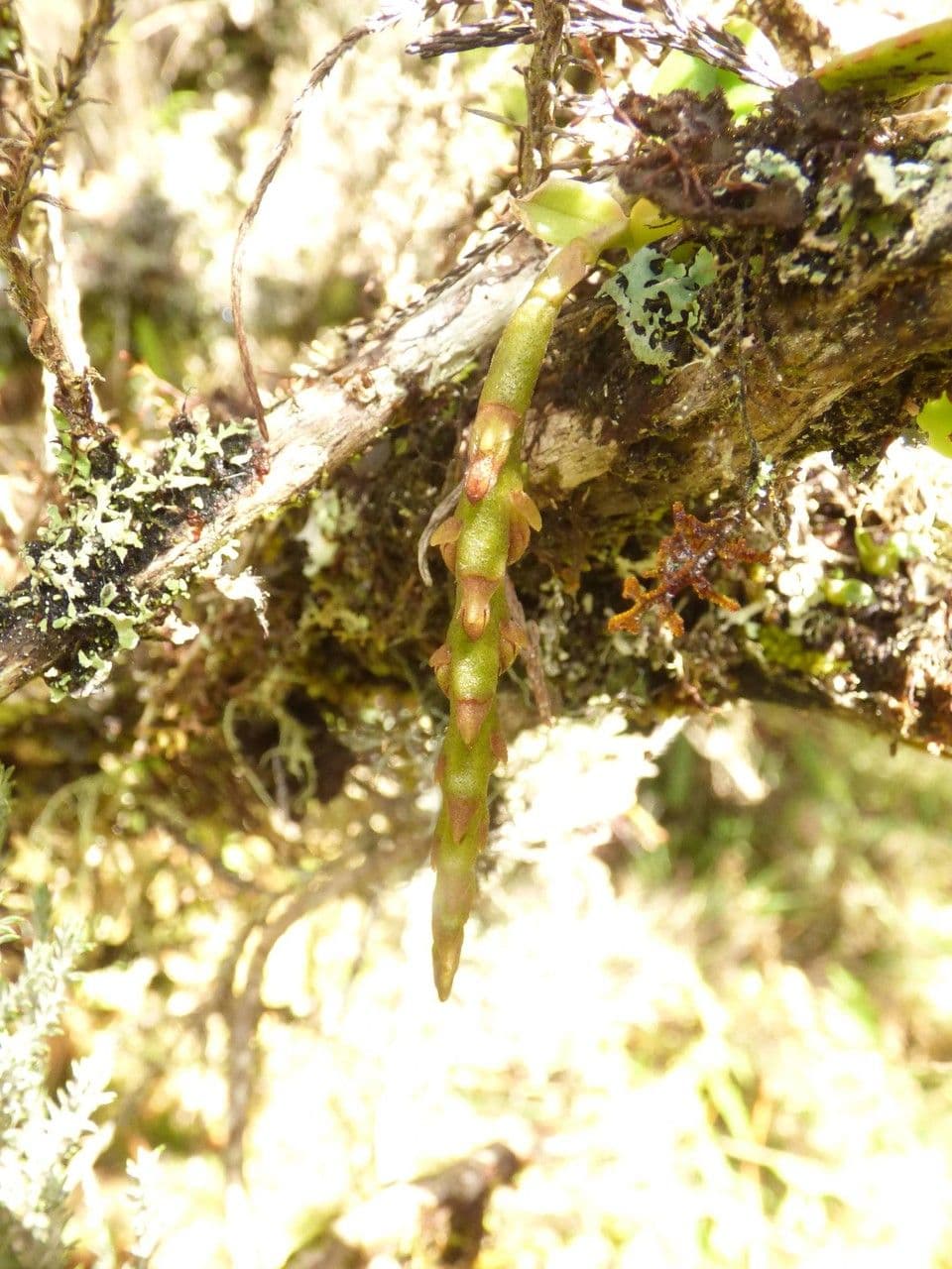 Bulbophyllum 8