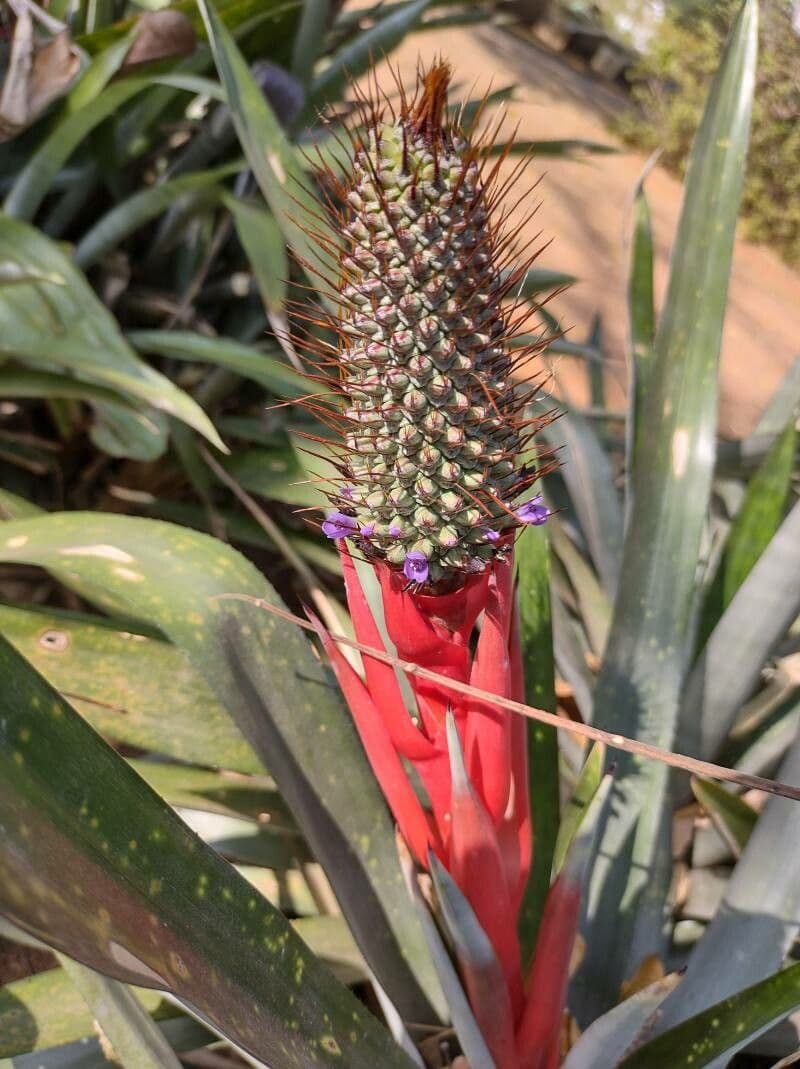 Aechmea