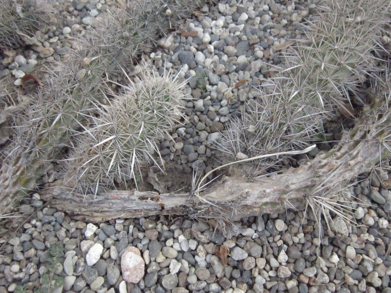 Chirinola 9