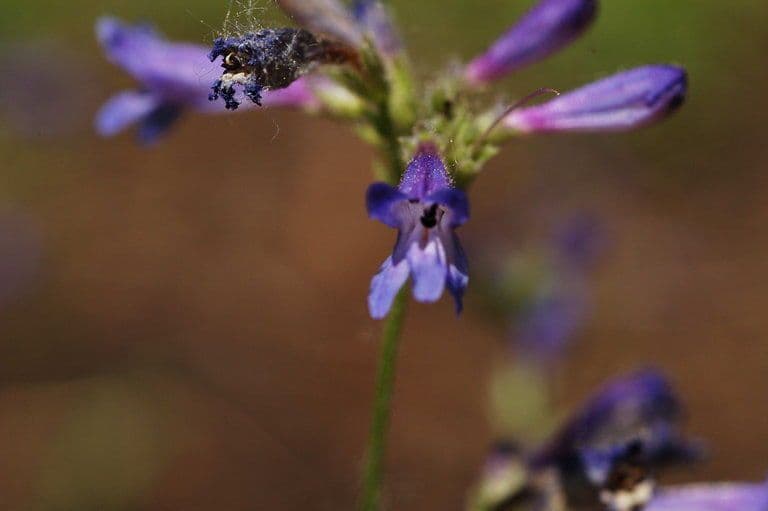 Penstemon esile 3