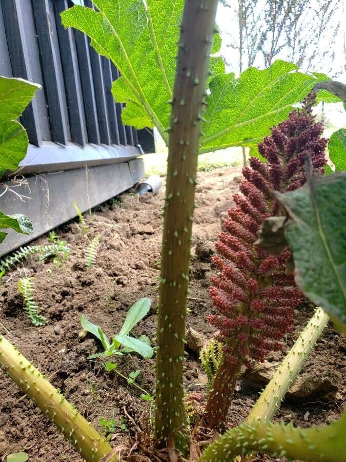 Gunnera tinctoria 24