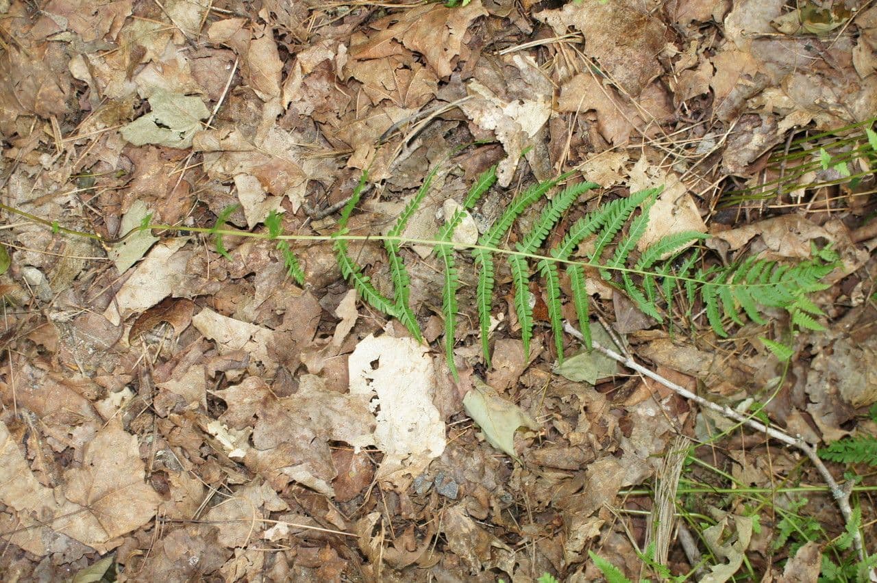 New-York-Sumpffarn 4