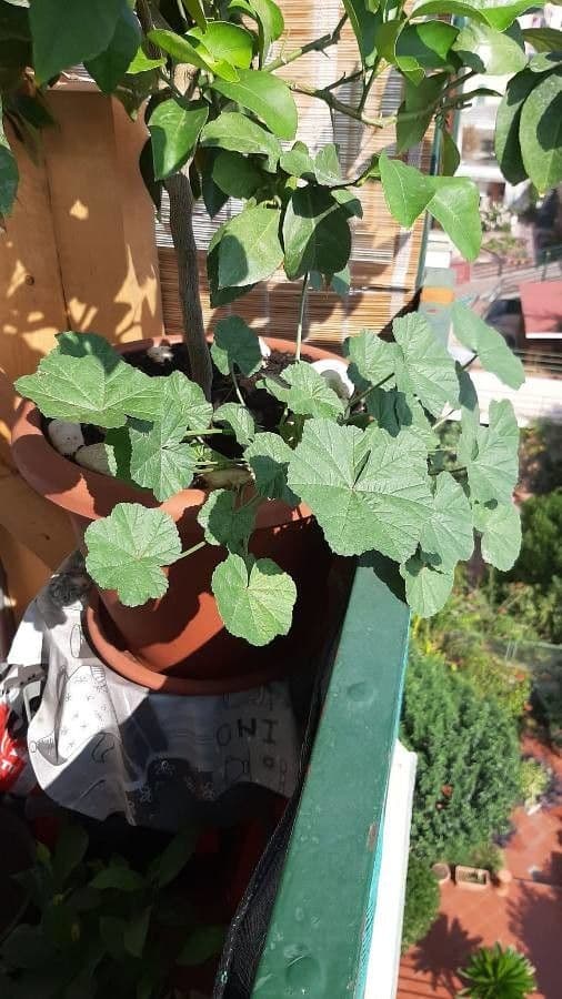 Malva pusilla 16