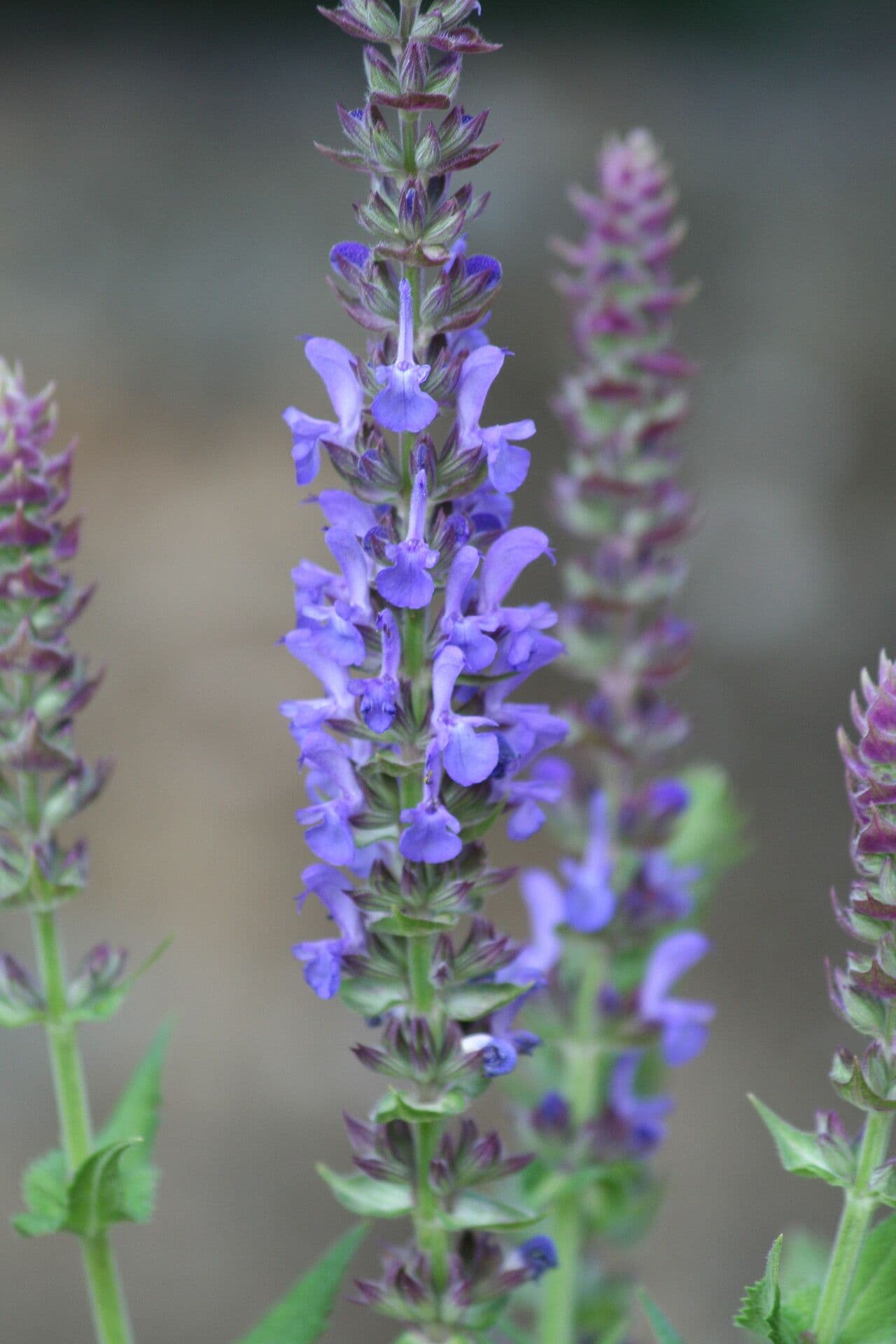 Salvia