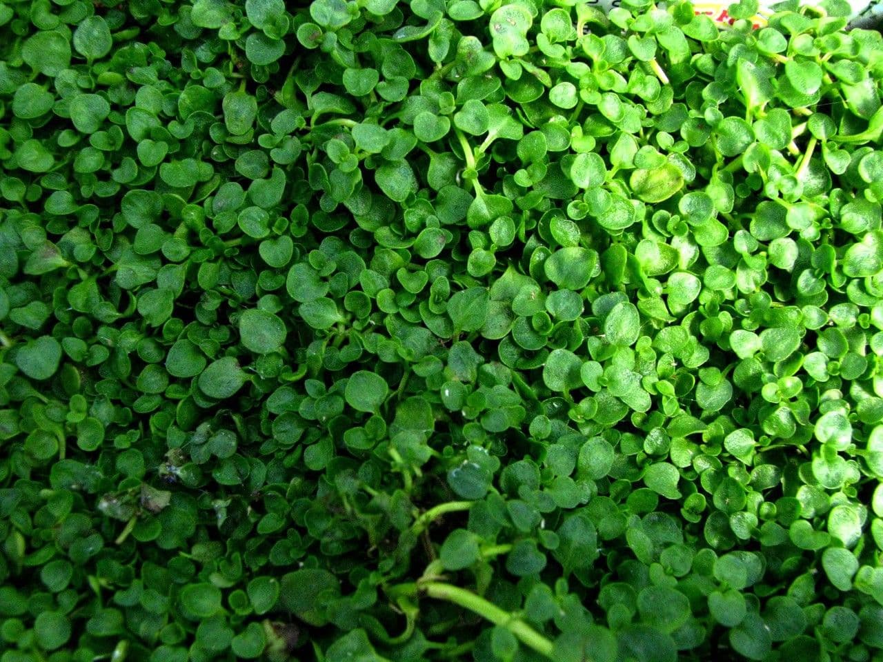 Menta corsa 6