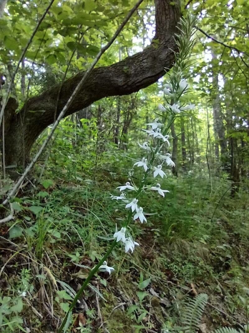 Lobelia spicata 2