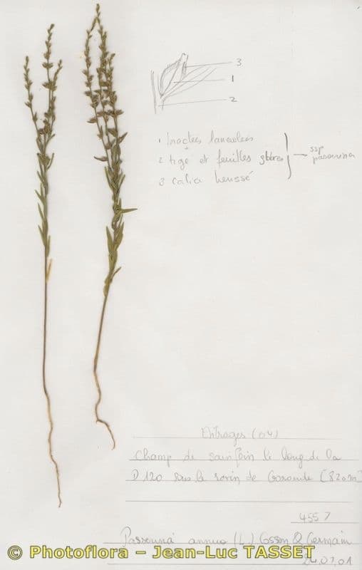 Passerina 10