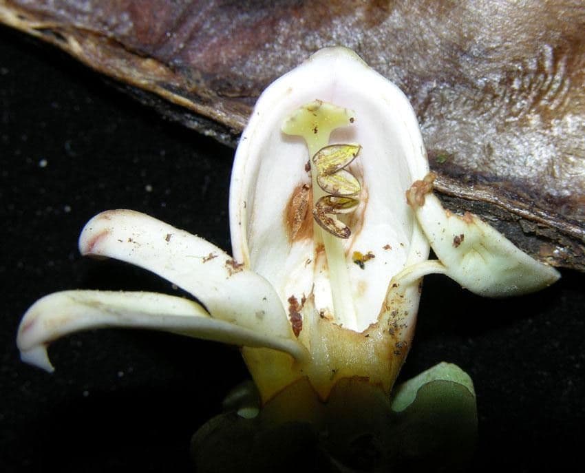 Amphilophium paniculato 5